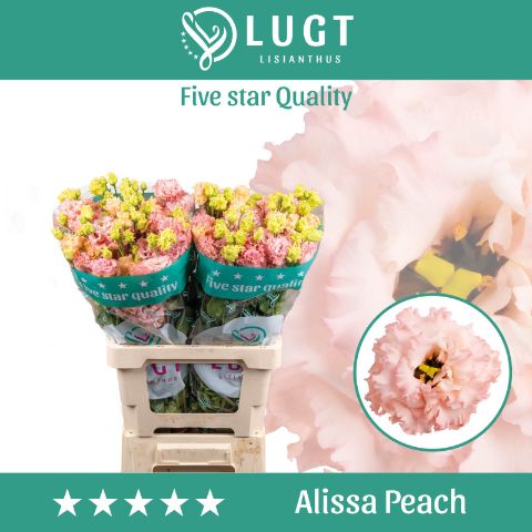 Eus G Alissa Peach