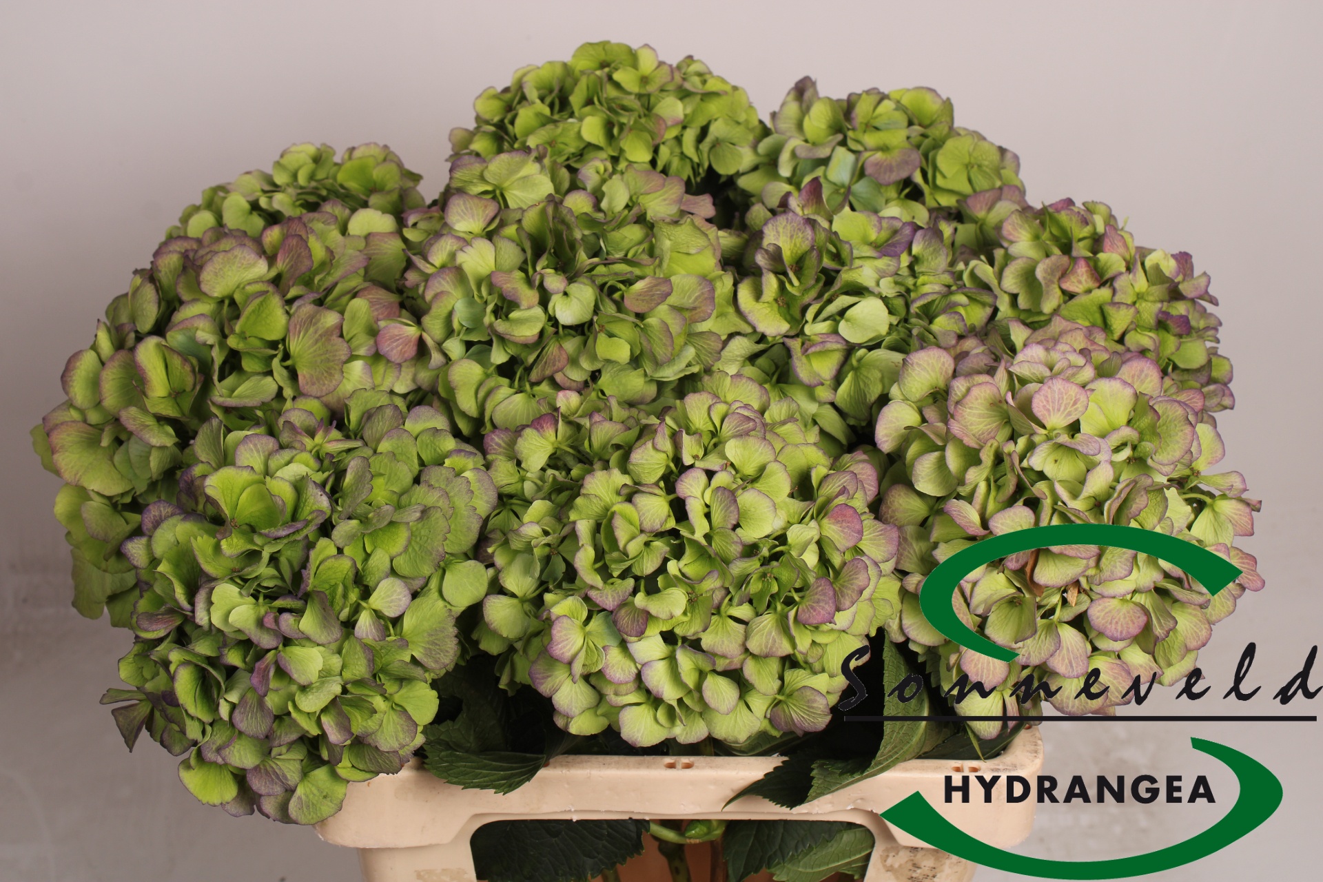 Hydrangea Verena Classic Blue 60cm 18Ø
