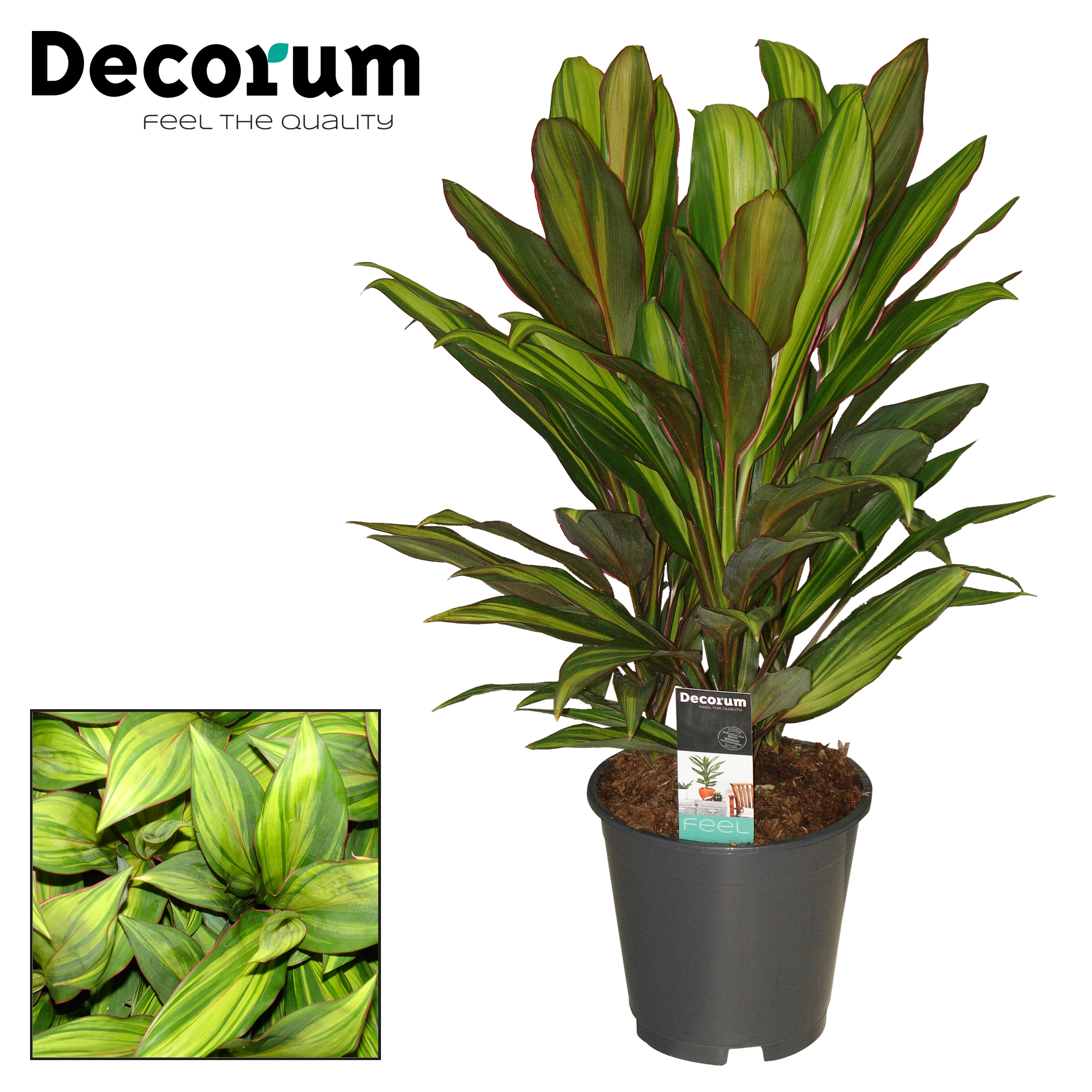 Cordyline fruticosa Kiwi Decorum | Cordyline fruticosa | Cordyline  fruticosa | Зеленые комнатные растения | Зеленые комнатные растения |  Комнатные растения | Все продукты | OZ Planten