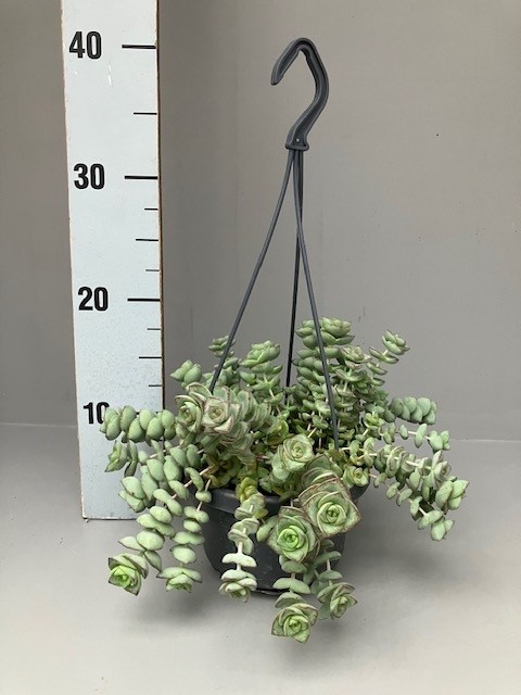 Picture of Crassula hottentot special P14 15CM