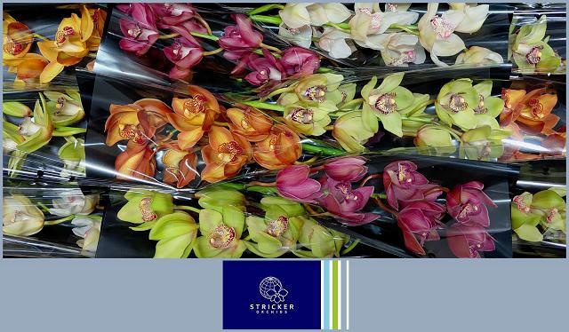 Cymbidium Asst 6bl