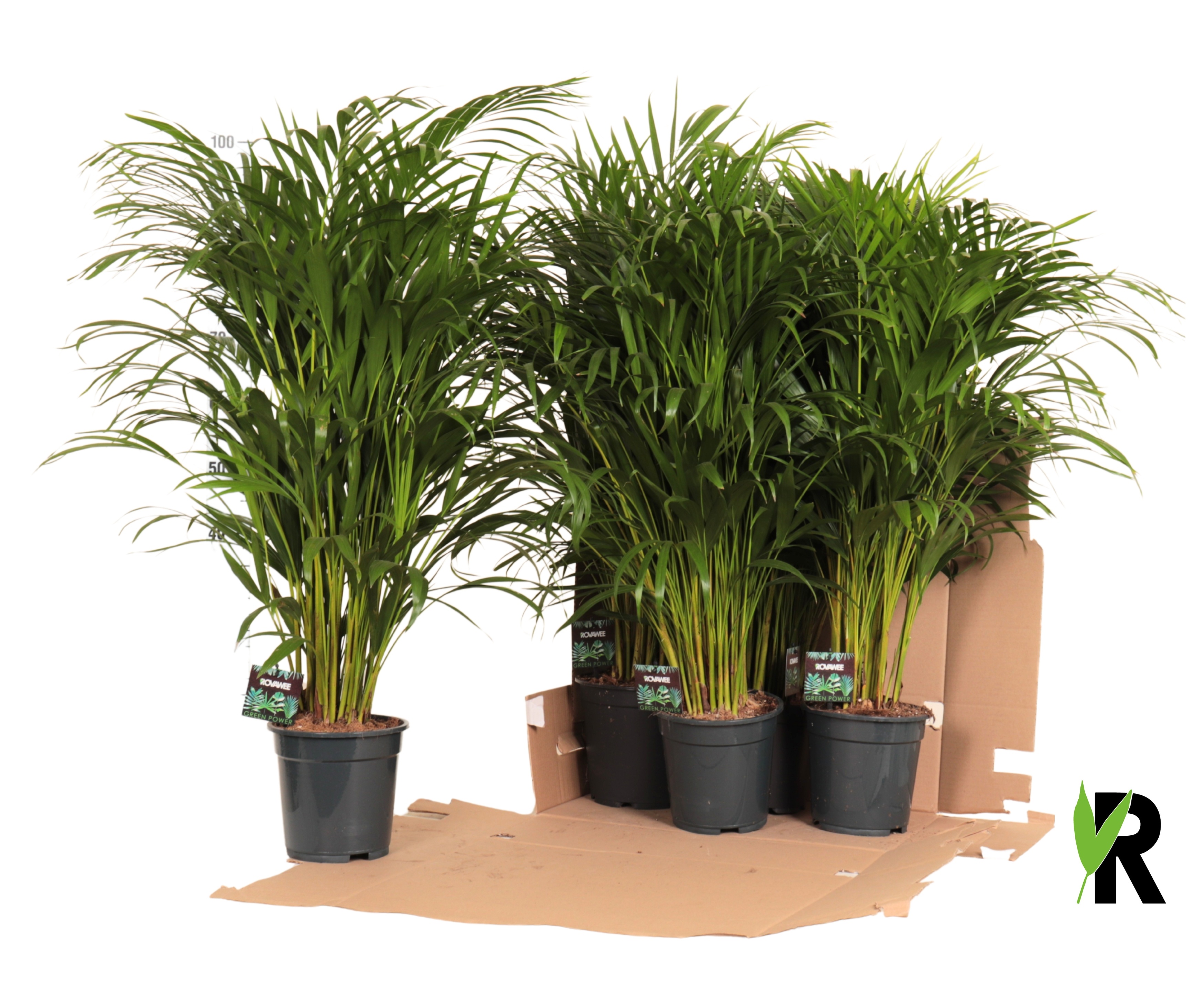 Dypsis lutescens in fust 352