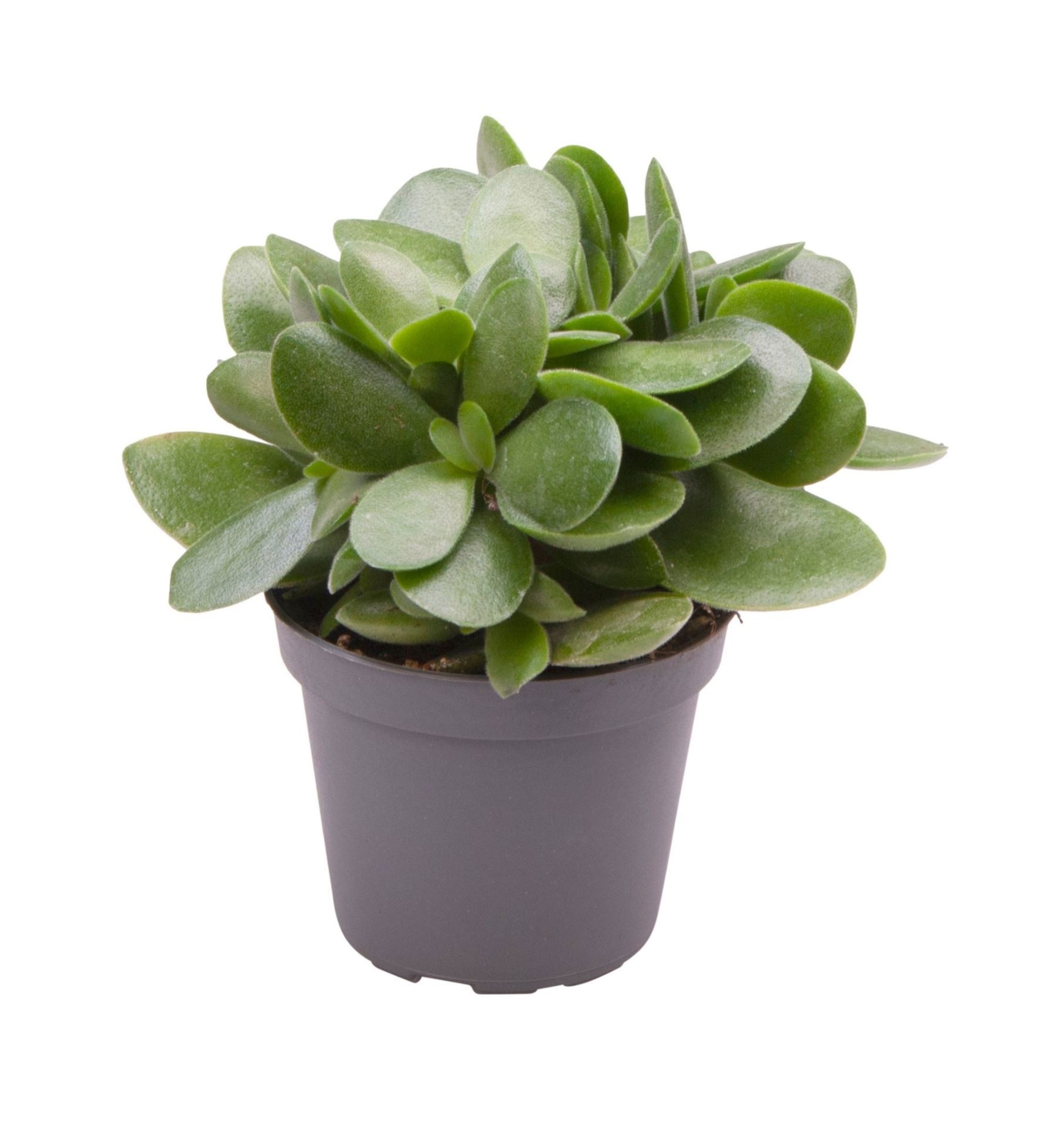 Crassula Money Maker®