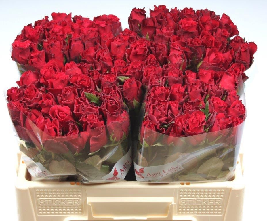 Rosa Upper Class 50cm