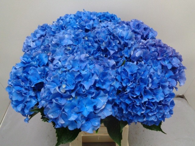 Hydrangea Royal Parade 60cm 20Ø