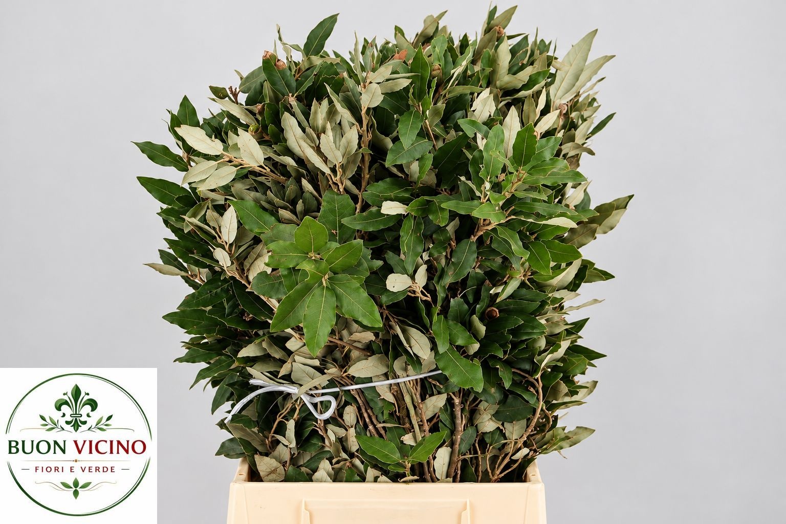 Quercus Ilex 60cm 300gram