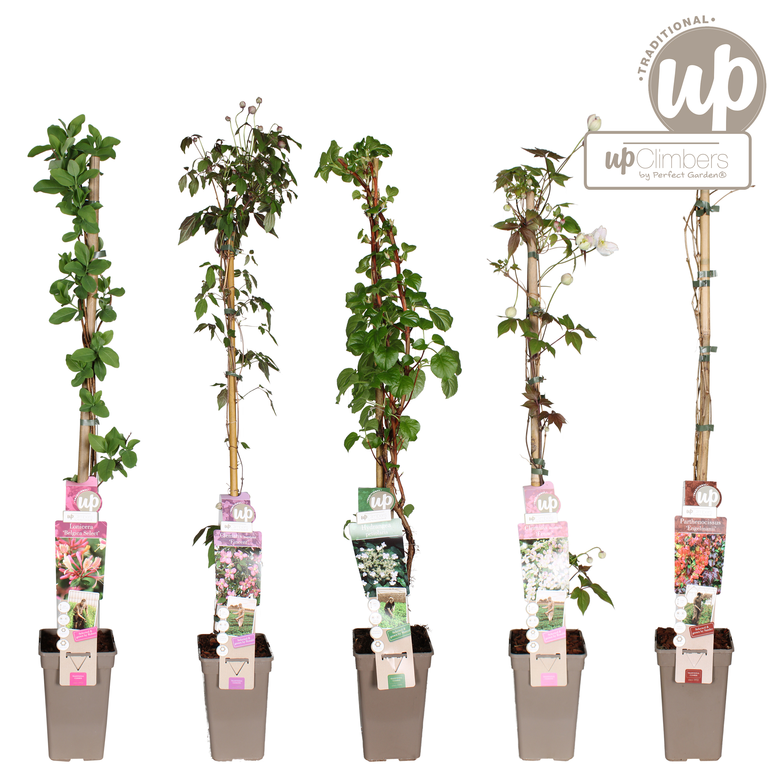 Picture of Klimplanten Traditional Mix shelve P19