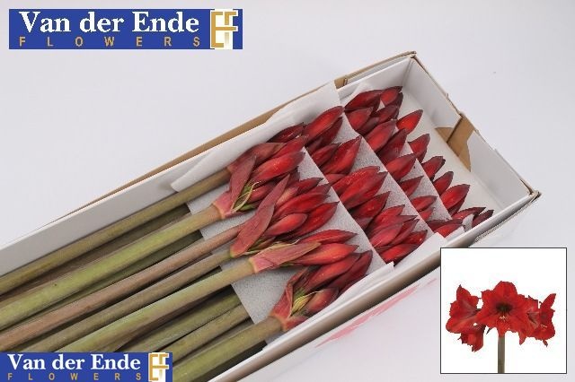 Hippeastrum Mini Rapido 50cm 4bl