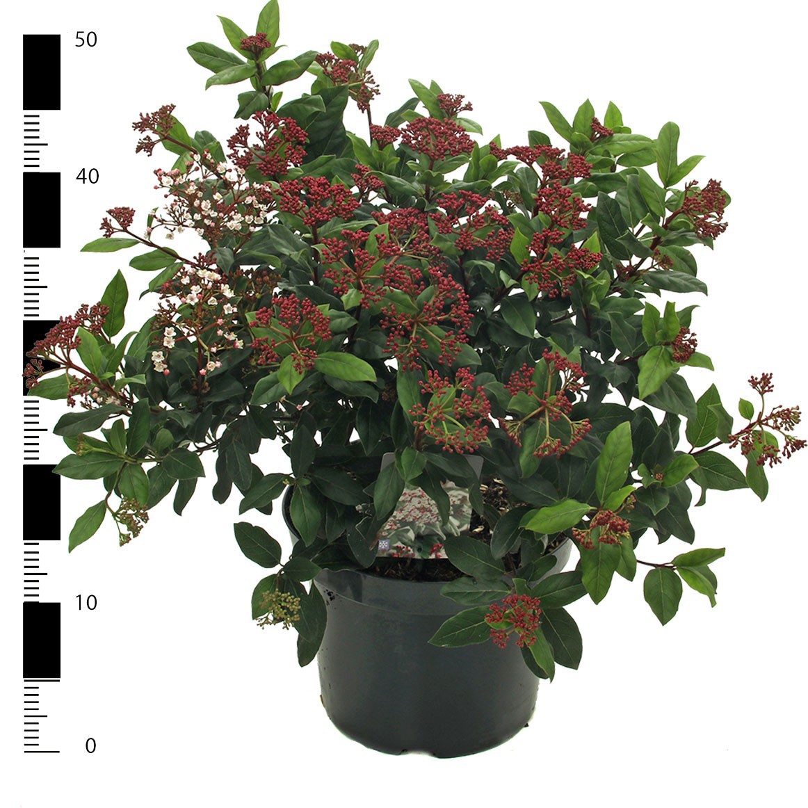Picture of Viburnum tinus 'Gwenllian'