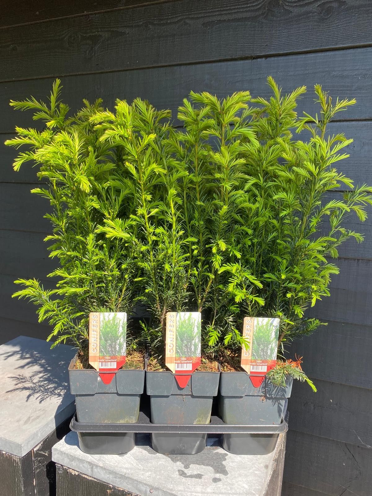 Picture of Taxus media 'Groenland' P17