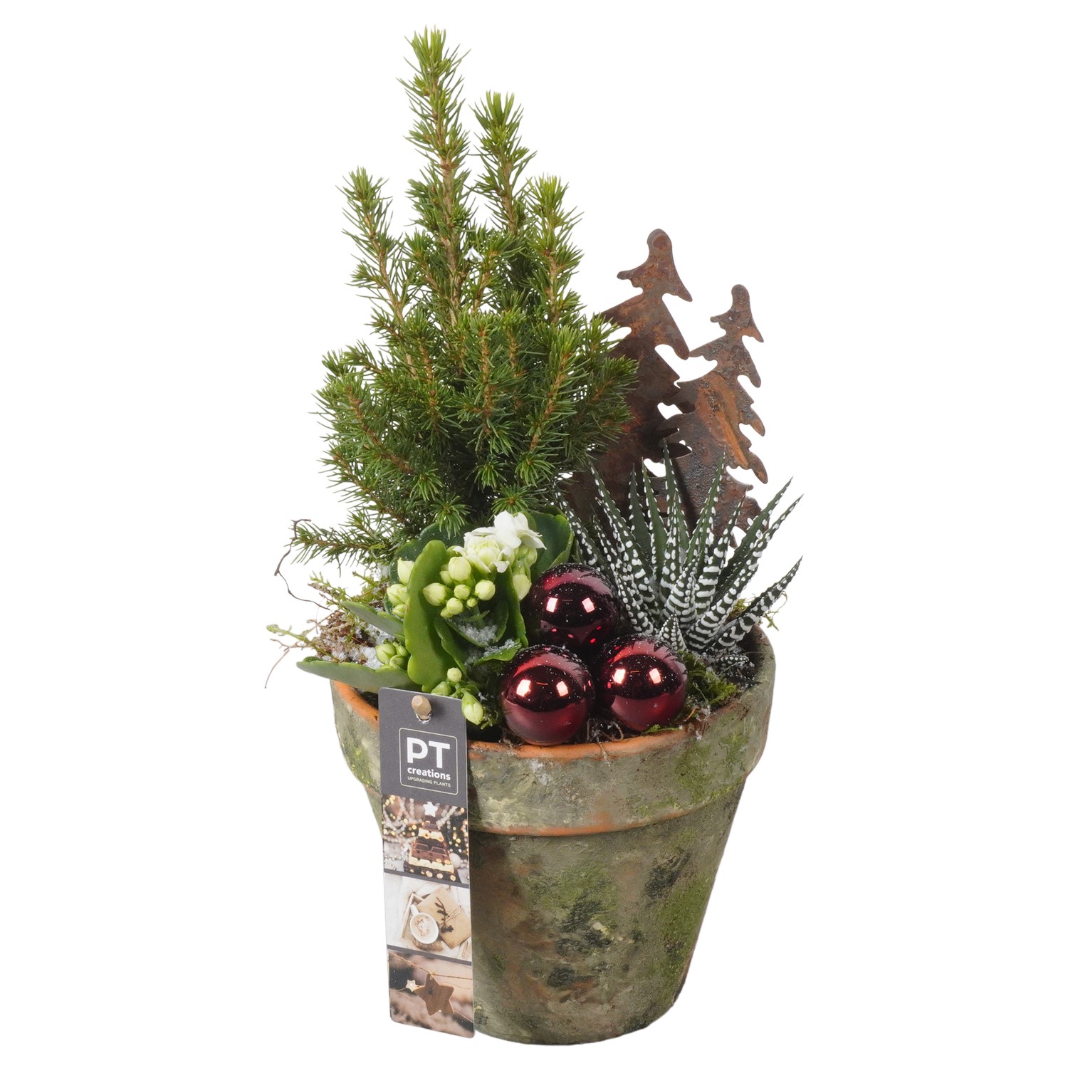 Picture of PTKB9422 Arrangement X-Mas in terracotta pot P14 33CM