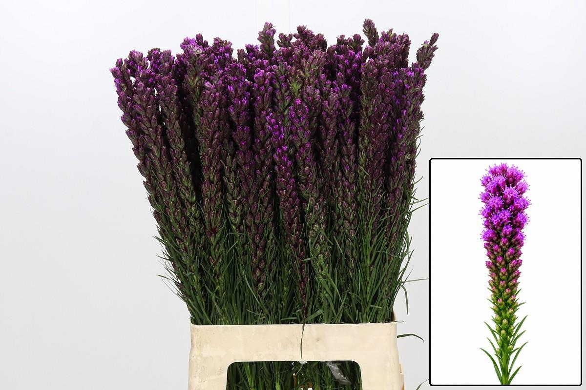 Liatris S Callilepis 70cm