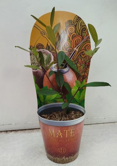 Ilex paraguariensis