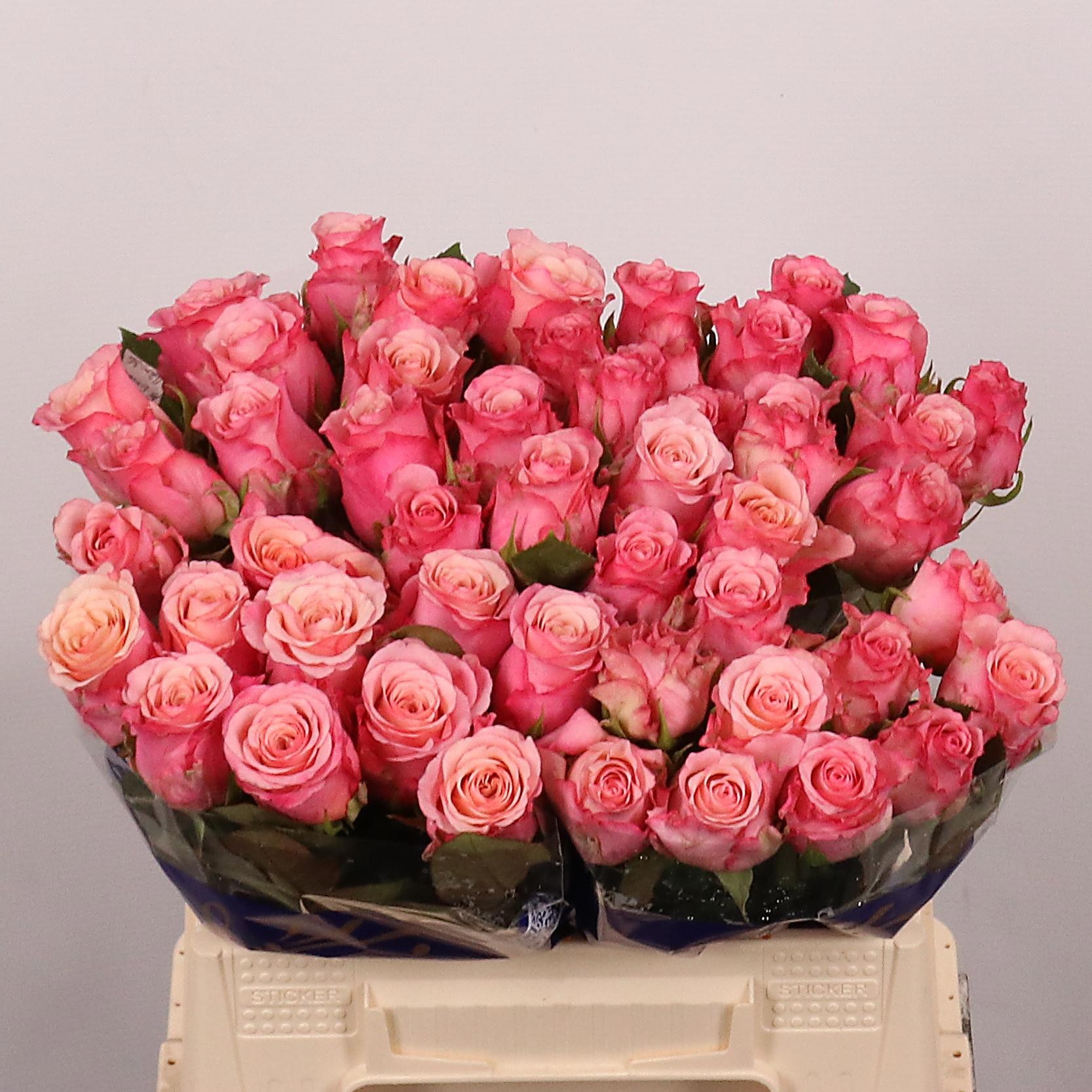 Rosa Ramonda 40cm