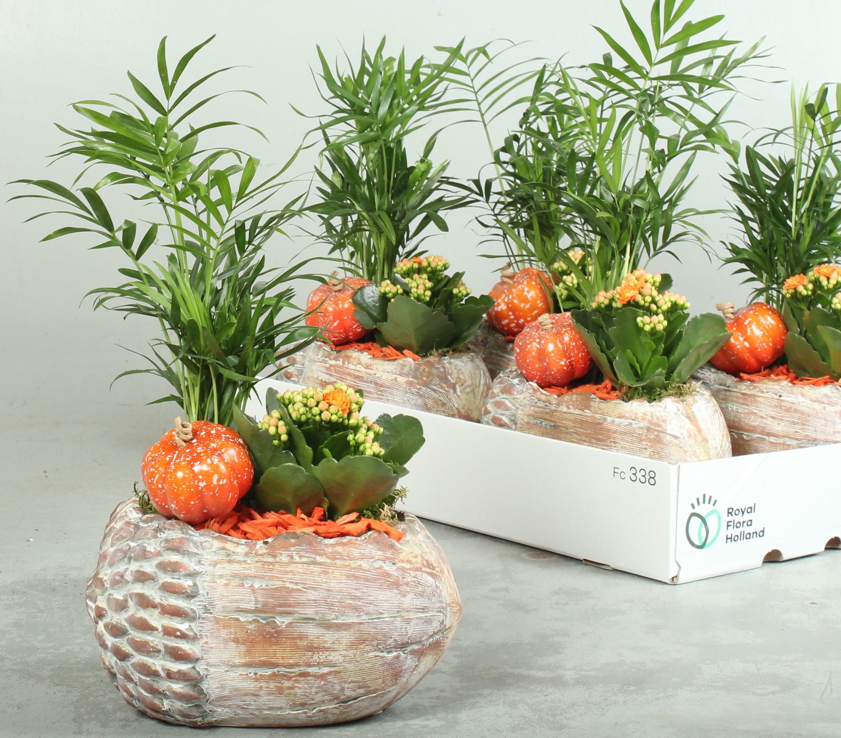Arr Kamerpl 21P 25cm