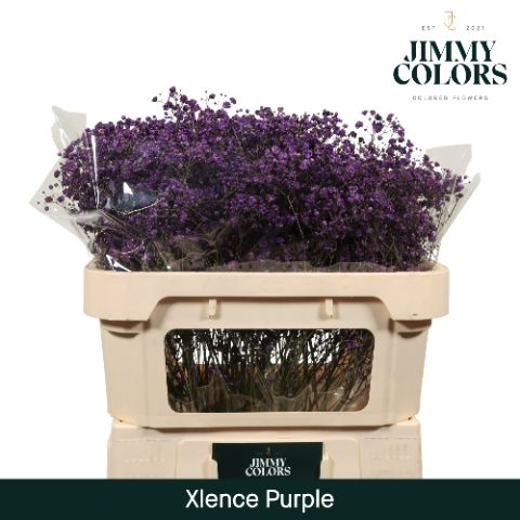 Gyps Xlence L70 Purple