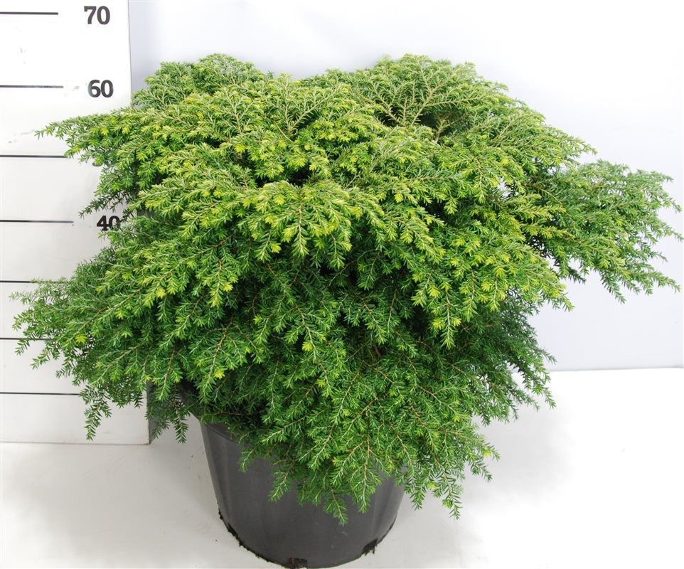 Tsuga canadensis 'Green Globe'