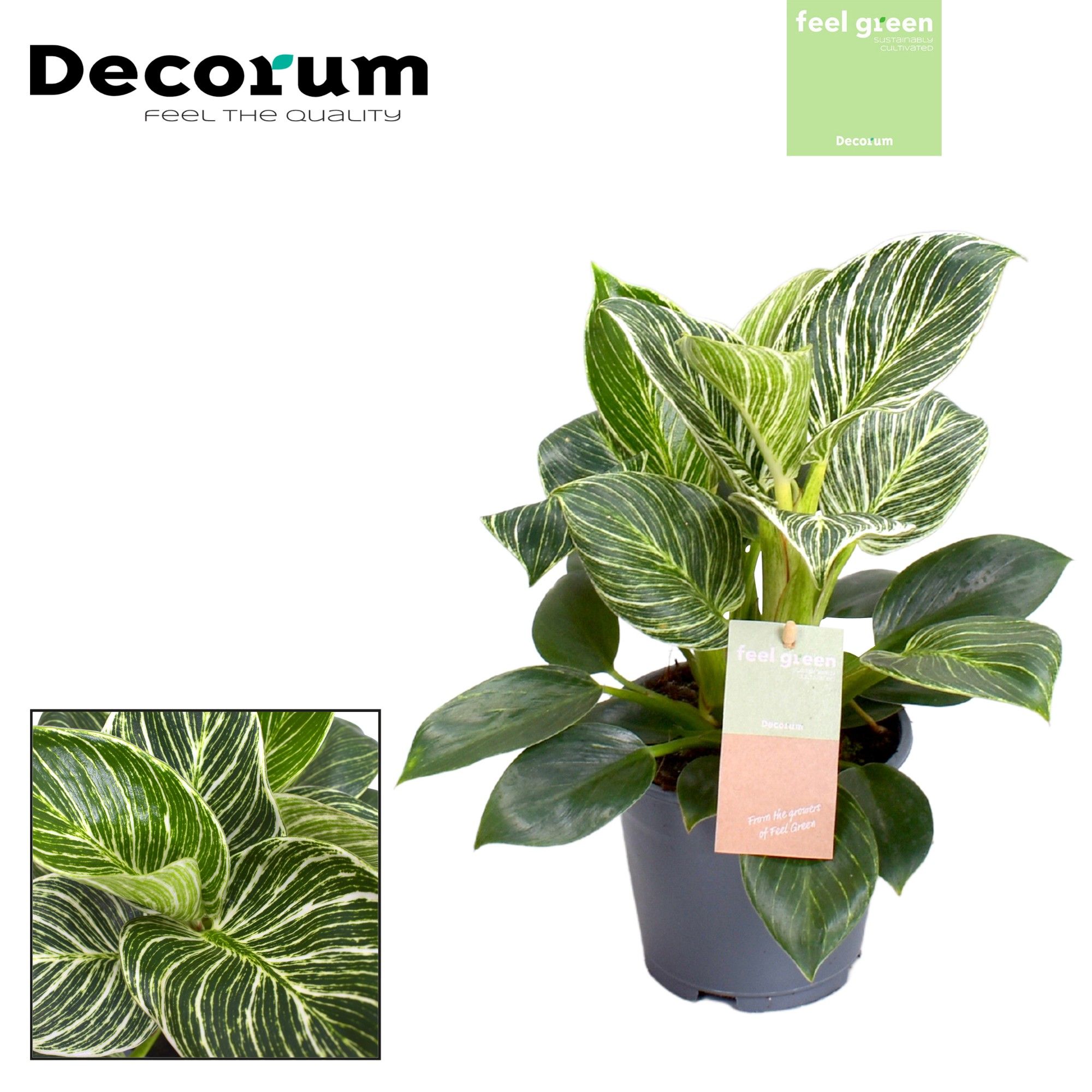 Picture of Philodendron Birkin / New Wave Feel Green (Decorum) P14 35CM