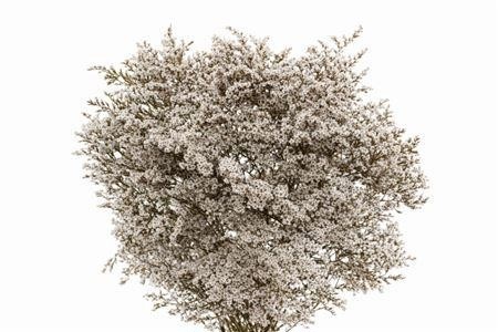 Dried Miscellaneous 60cm 980gram