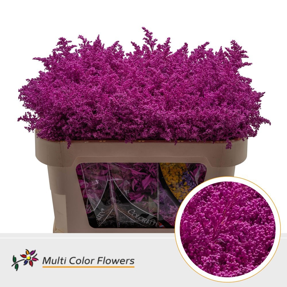 Solidago Painted 70cm 30gram