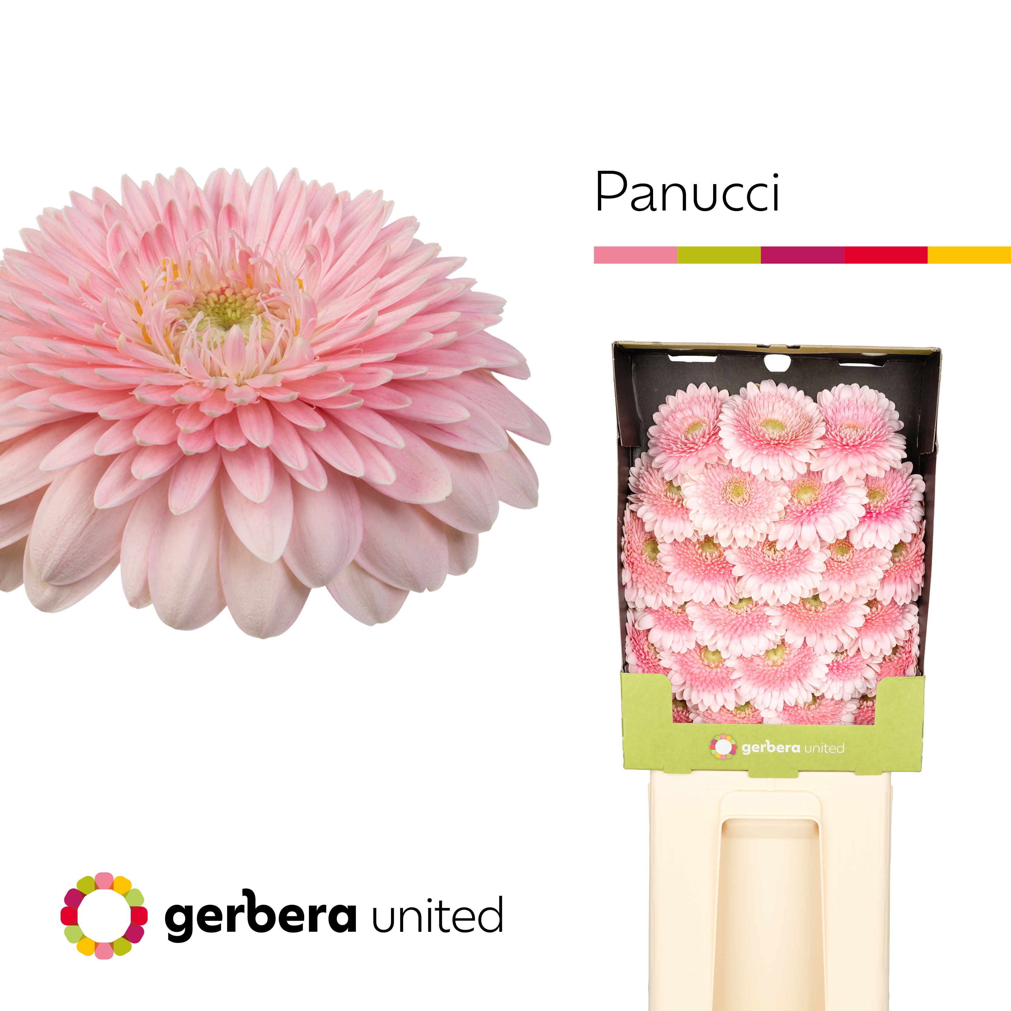 Ge Mb Panucci