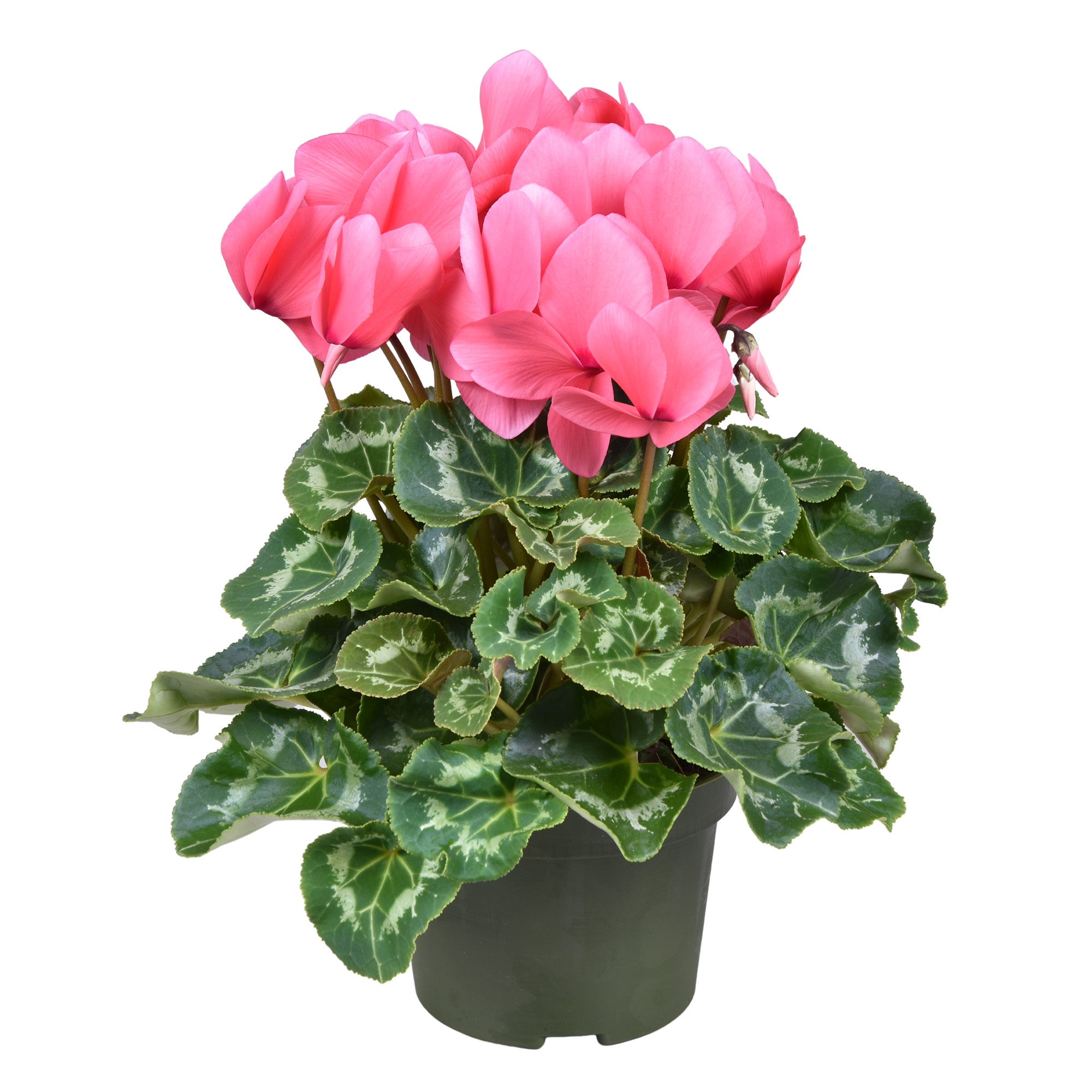 Picture of Cyclamen Pink big flowers P13 30CM