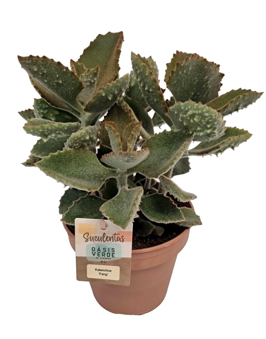 Kalanchoe Beharensis 14P 30H 99bloei