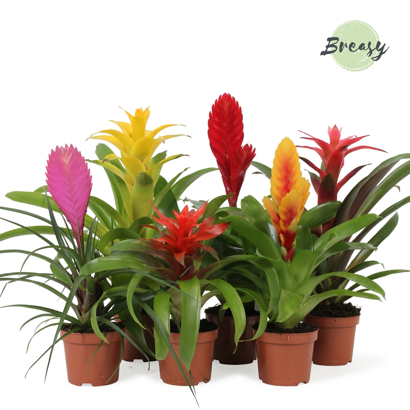 Picture of Bromelia Cupcake P9 35CM