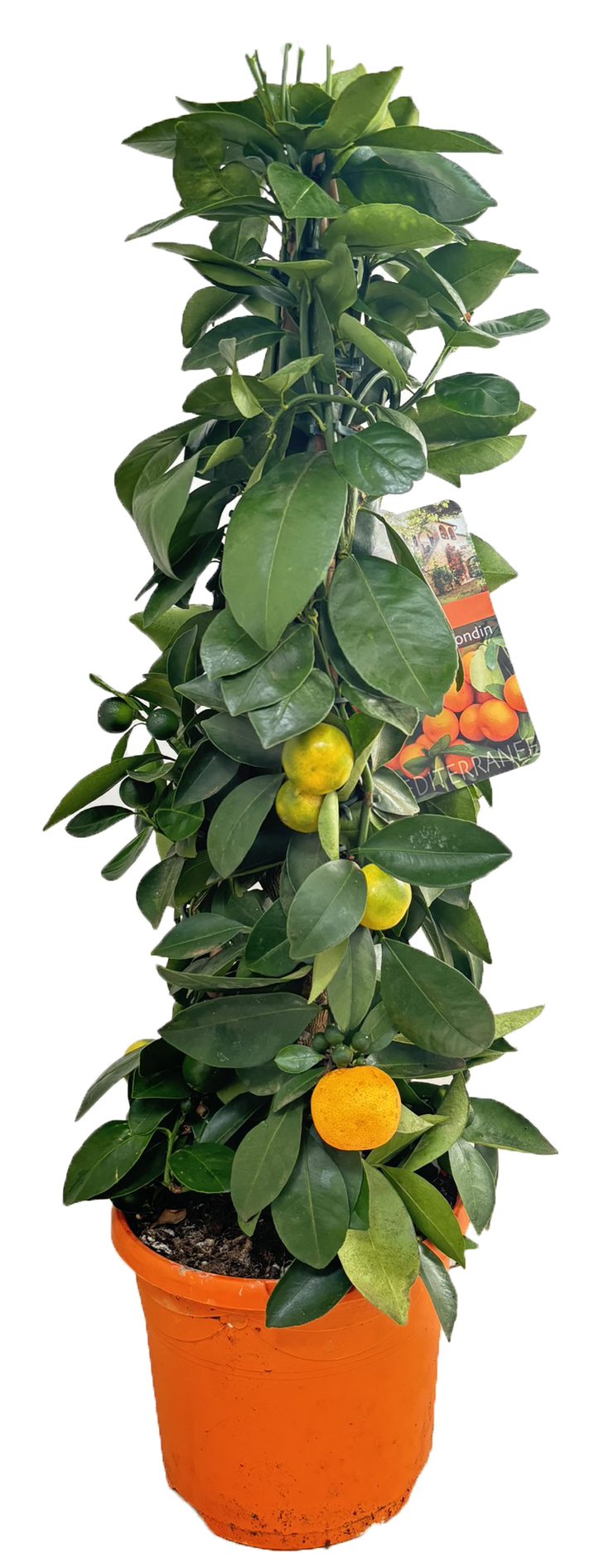 Picture of Citrus calamondin piramide P19 (3 Ltr)