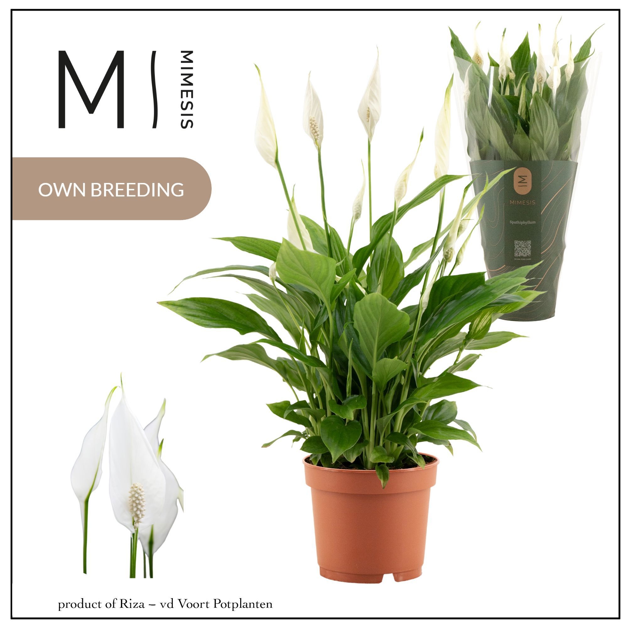 Spathiphyllum Bellini - | Mimesis