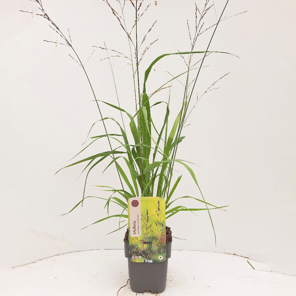 Molinia arundinacea 'Karl Foerster'