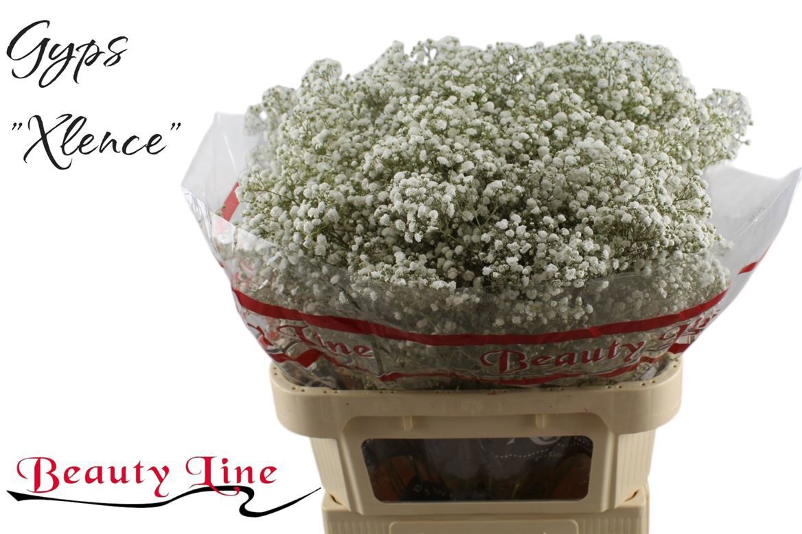 Gypsophila Xlence White 80cm 28gram