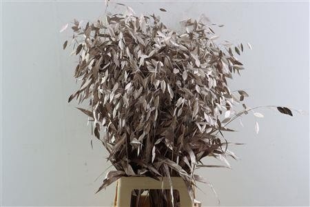 Dried/preserved Flowers Misc 70cm