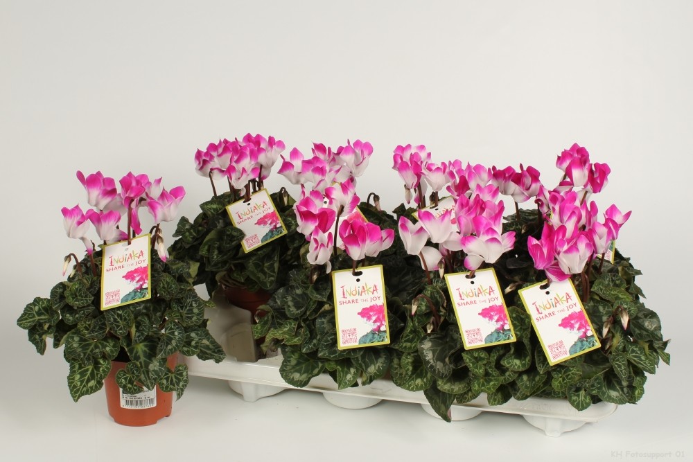 Picture of Cyclamen Indiaka Violet P10.5 16CM