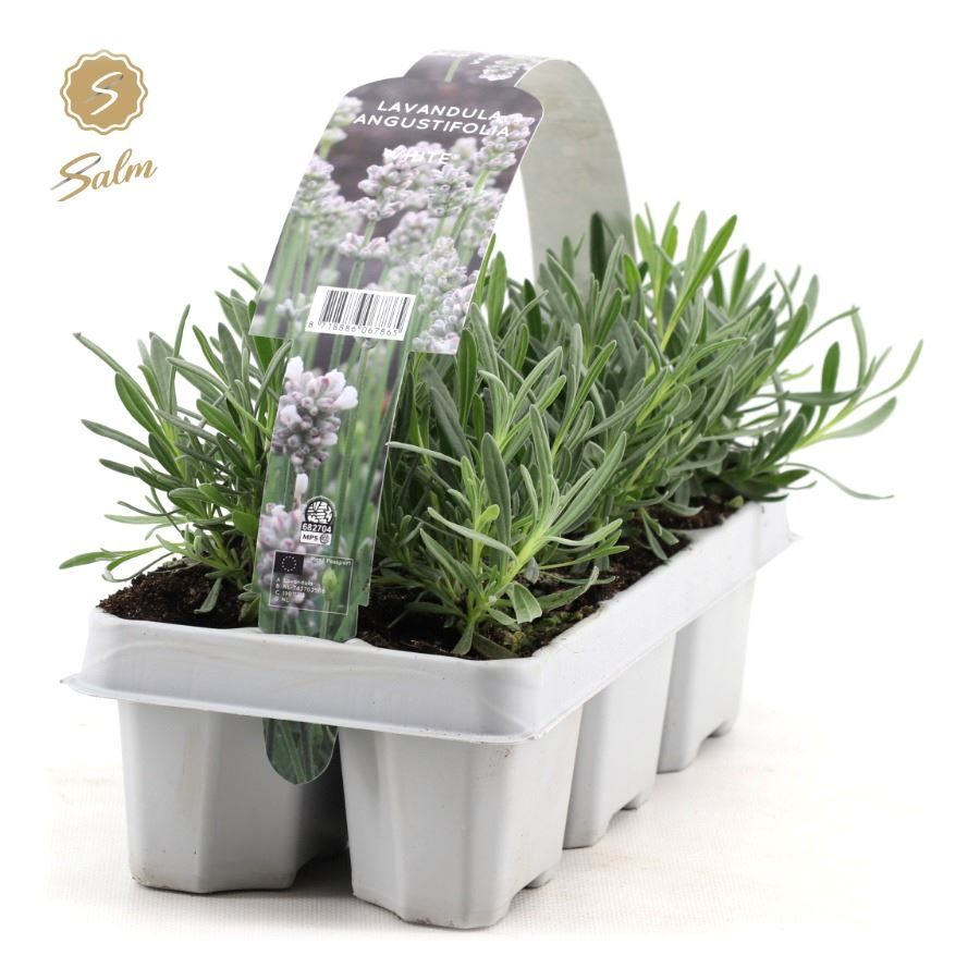 Picture of Lavandula ang. 'White' 6-Pack