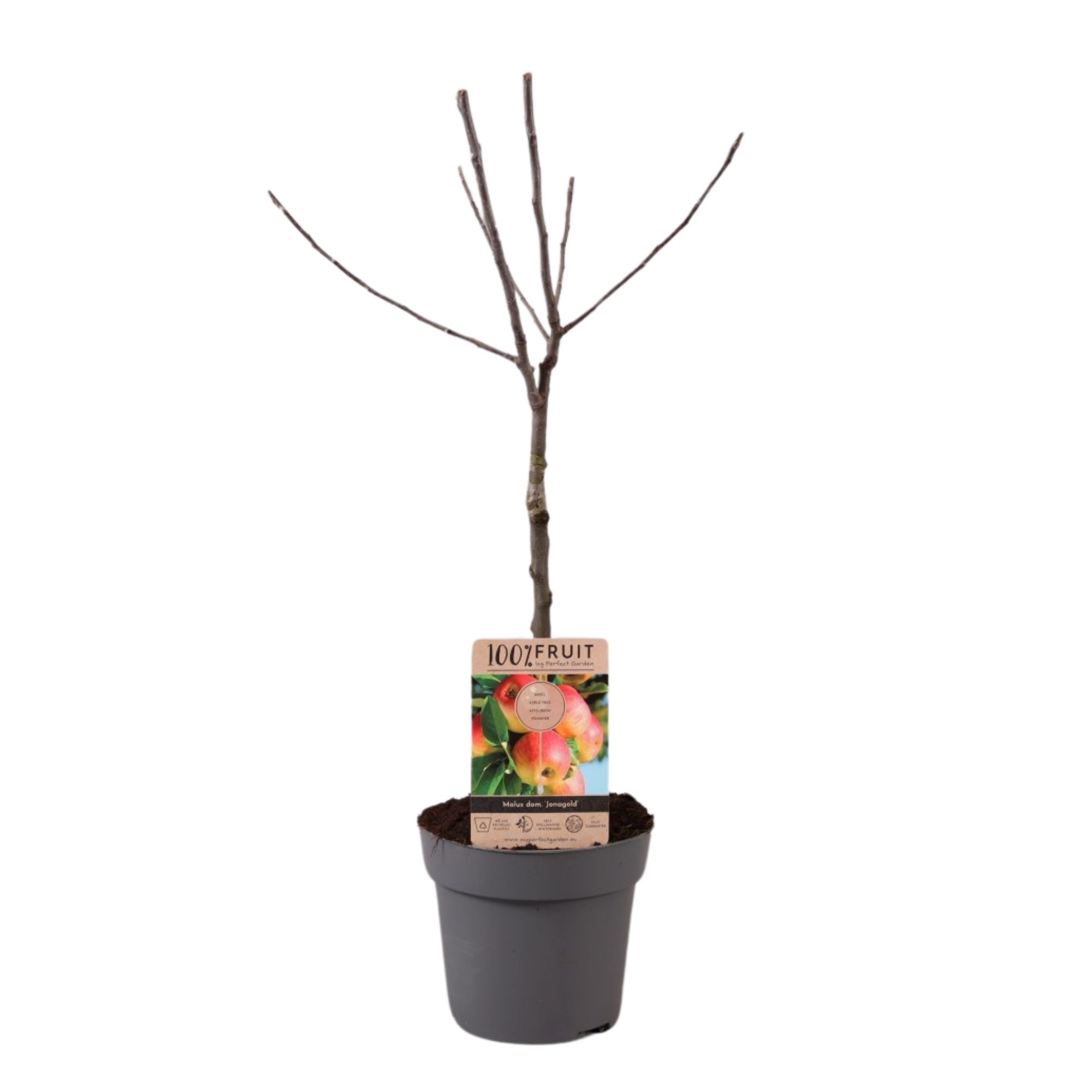 Picture of Malus domestica Jonagold P21 (4 Ltr) Patio-Trees