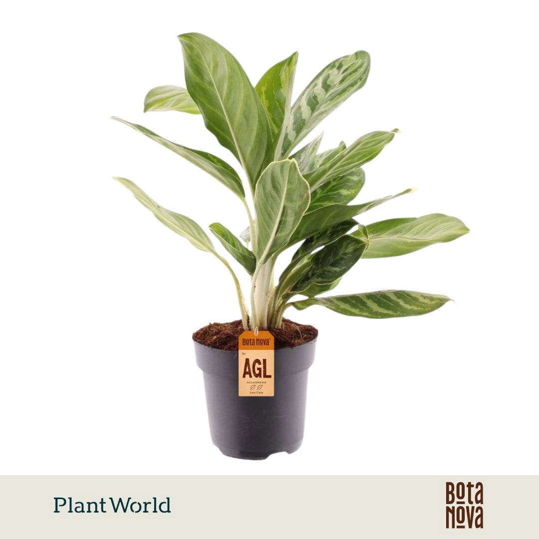 Aglaonema 'Legacy'