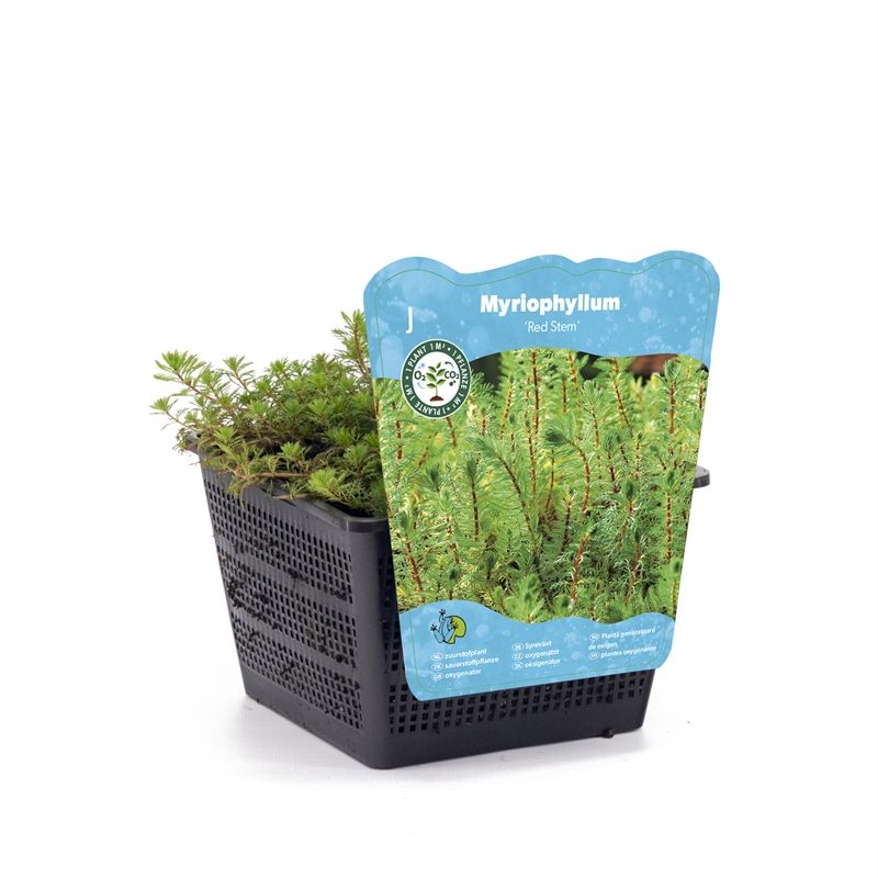 Myriophyllum rubricaule (18x18)