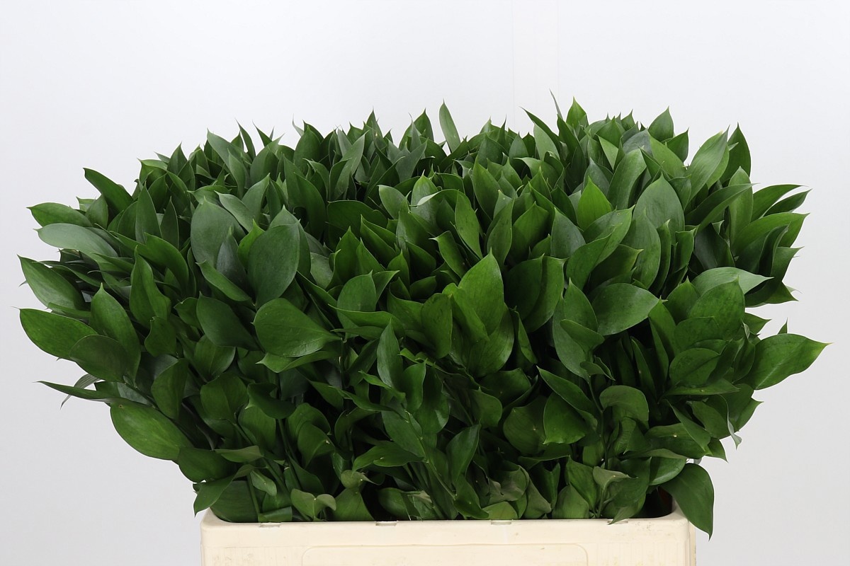 Ruscus Hypophyllum 60L.cm