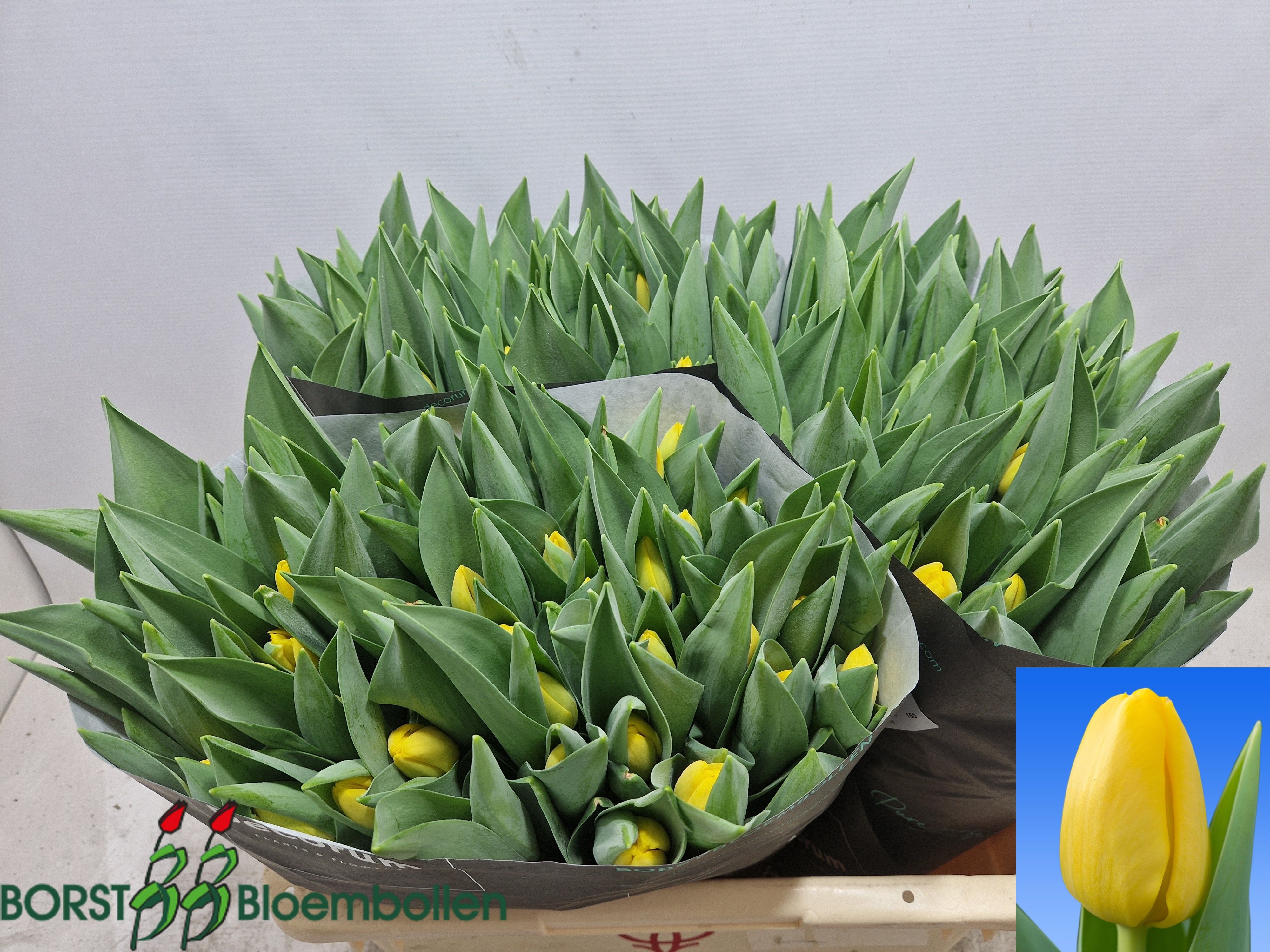 Tulipa Novi Sun 40cm 50gram