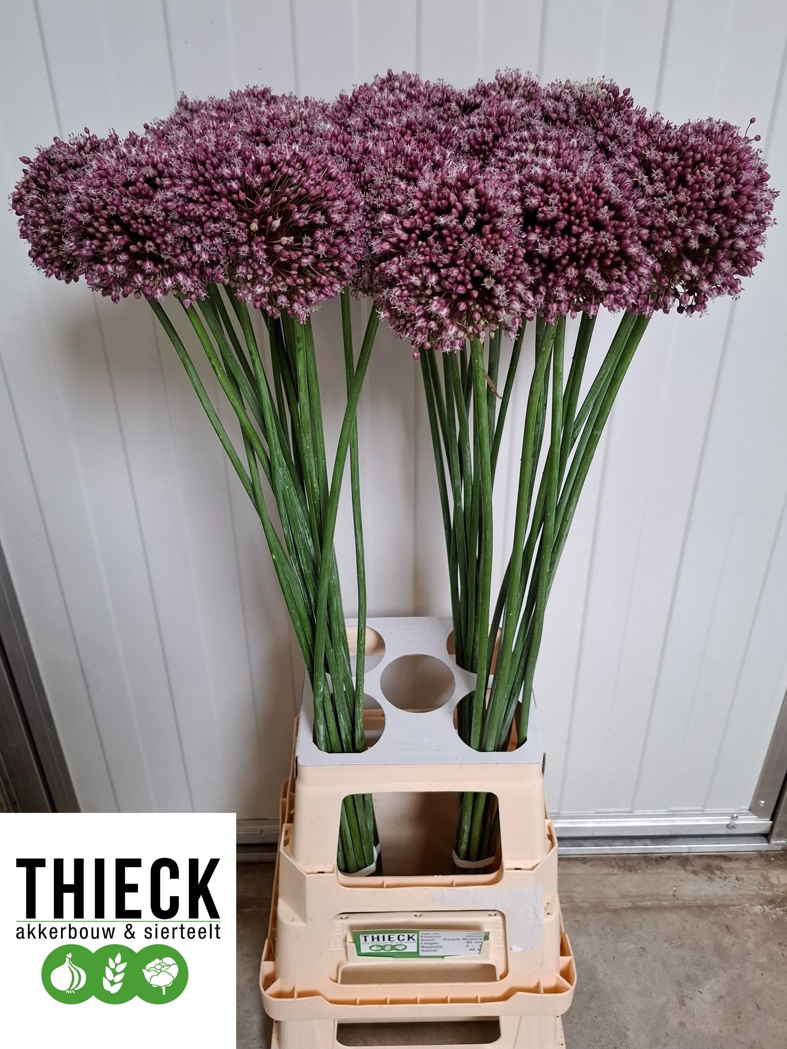 Allium Purpl Mystery
