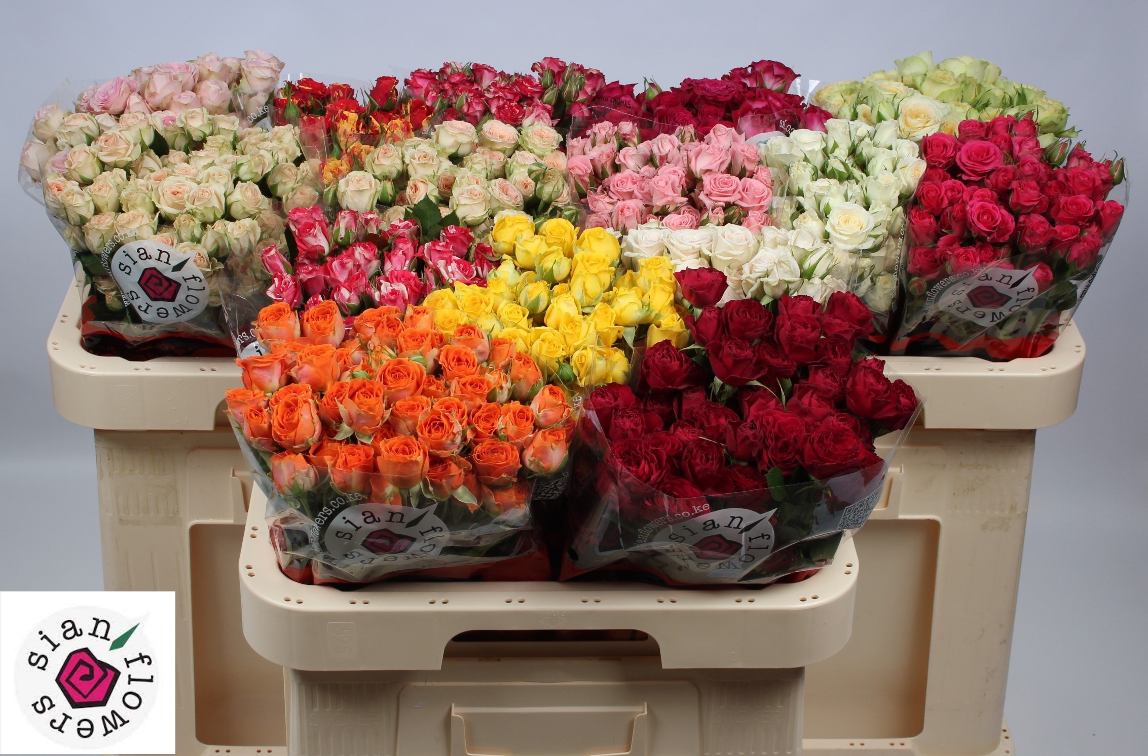 Rosa Spr Mixed In Bucket 60cm