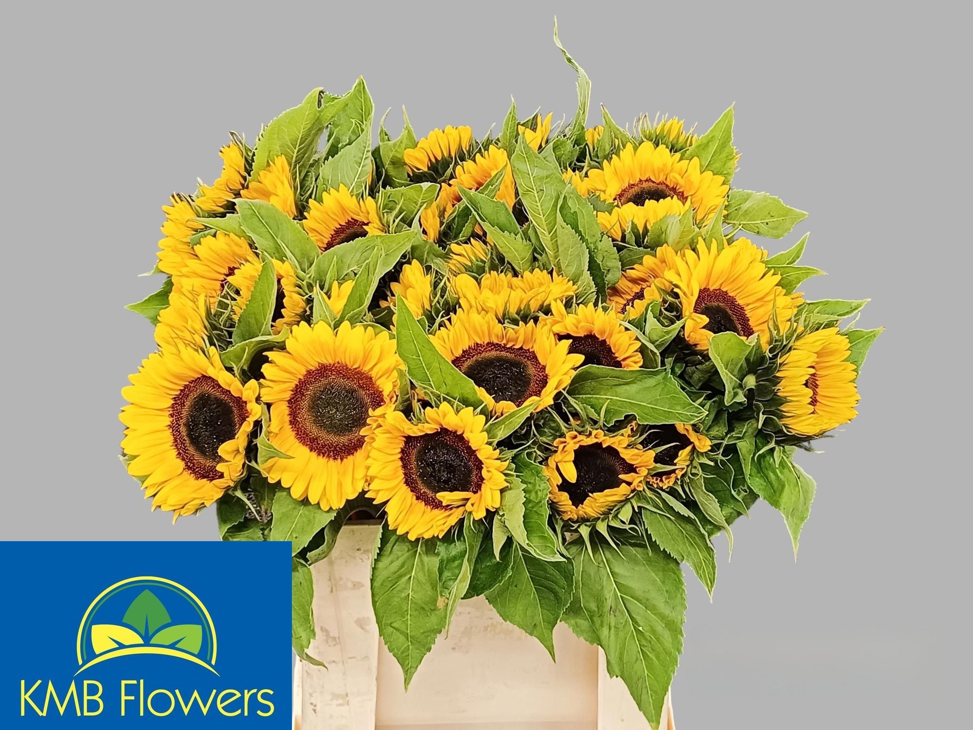 Helianthus Sunrich Or 60cm 12Ø