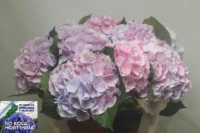Hydrangea Verena Blue 70cm 23Ø