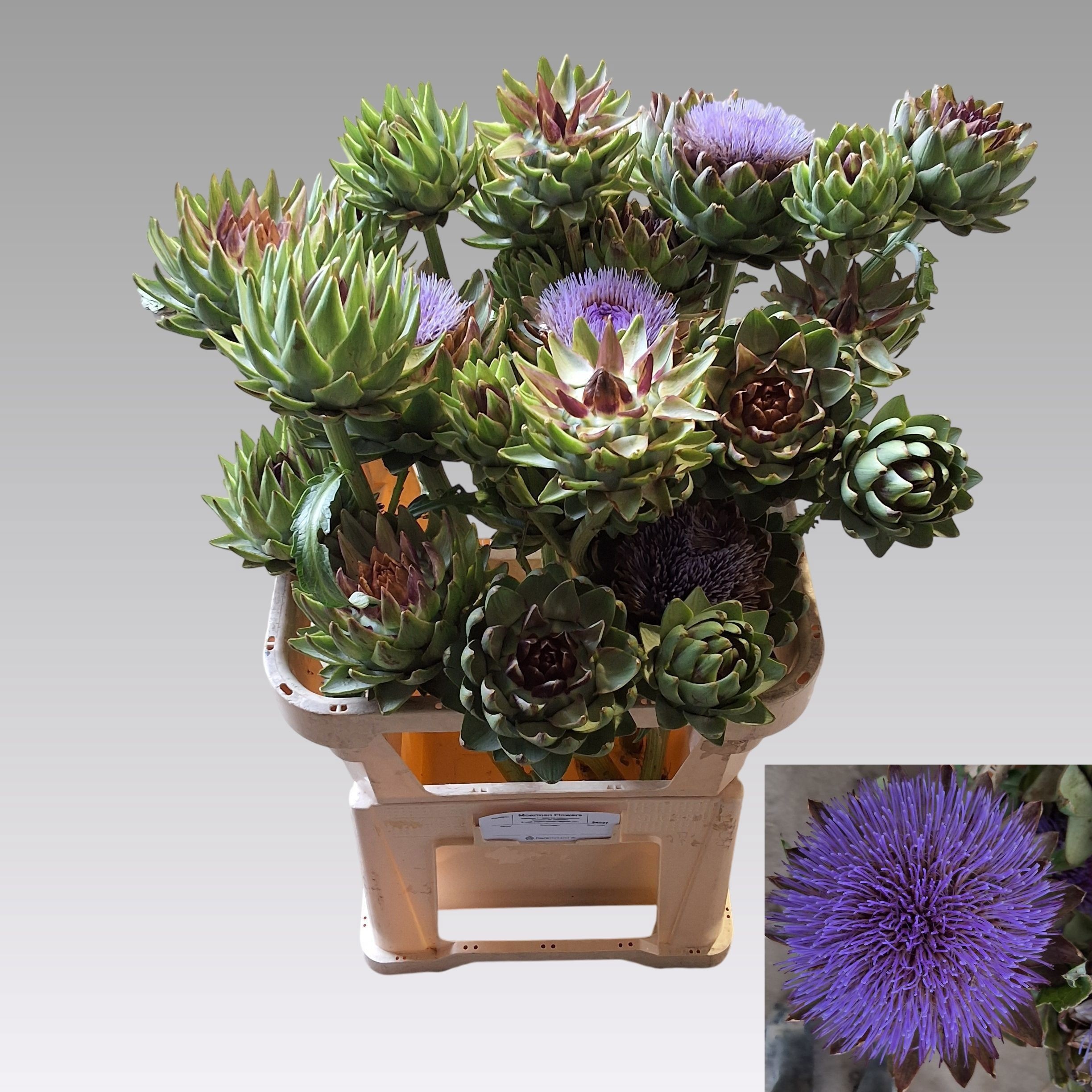 Cynara Sc Green Glob