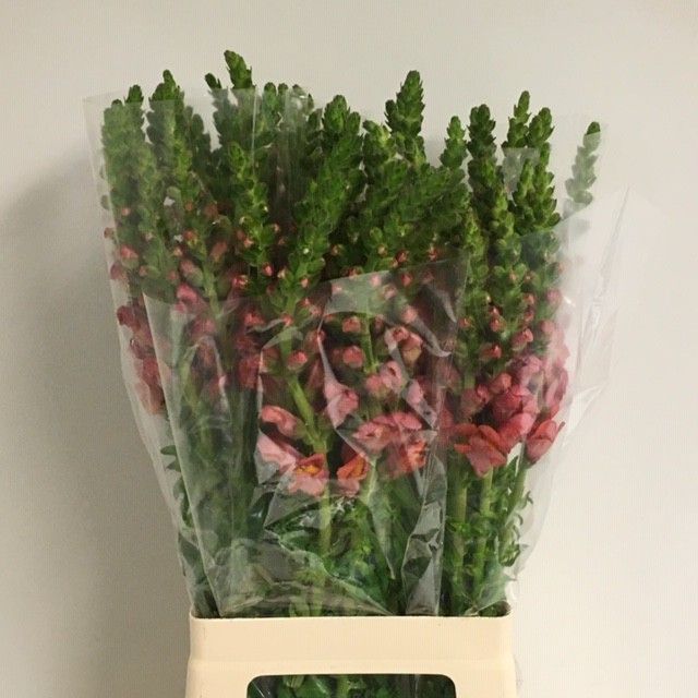 Antirrhinum Poto Dark Orange 70cm