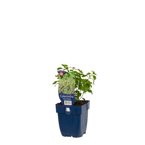 Calamintha nepeta