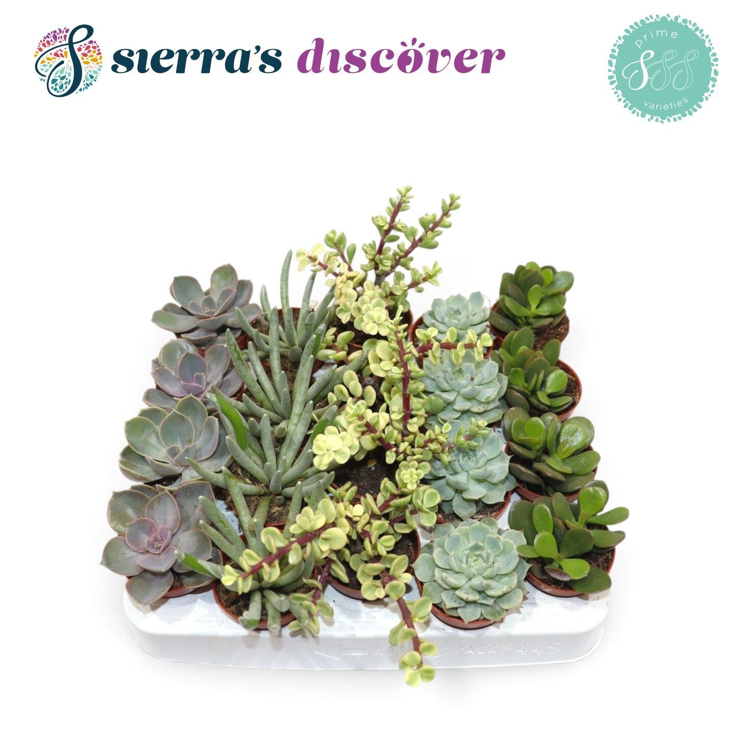 Succ Ov 505P 12H