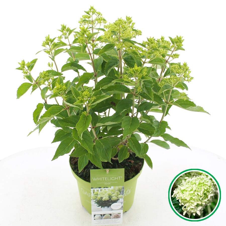 Picture of Hydrangea pan. Garden Lighst® Whitelight®