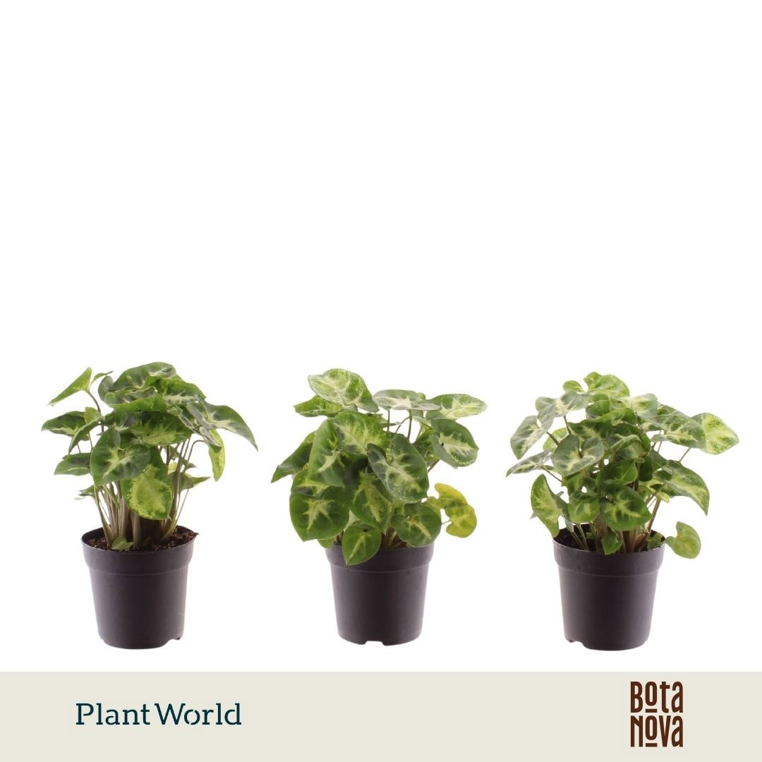 Syngonium 'Pixie'